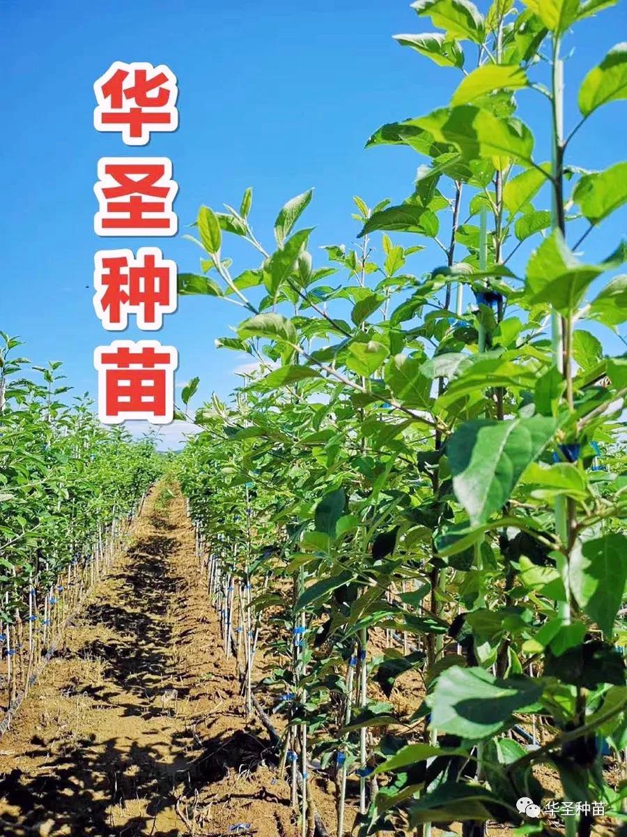 lehu - 乐虎 -(88国际)唯一官方网站