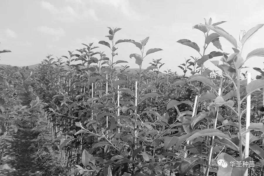 lehu - 乐虎 -(88国际)唯一官方网站